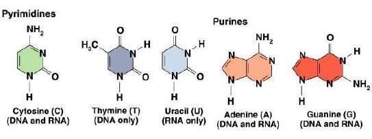 *How can I name a nucleotide?