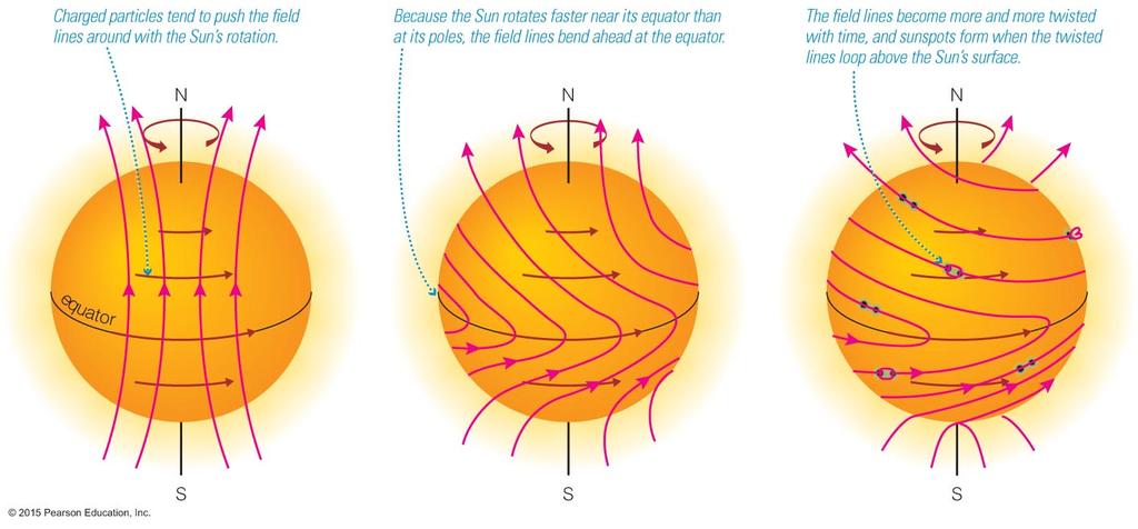 Solar Activity Cycle Origin Sun is Just Gas and Rotates Faster at Equator Than Poles Magnetic Field Gets Twisted-up Field lines become more horizontal and convection