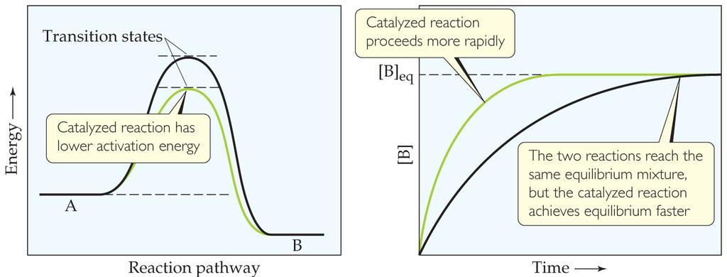 Catalysts Catalysts increase the rate of both the forward and reverse reactions.