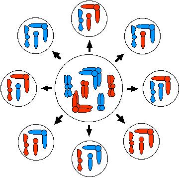 Independent Assortment In addition to Crossing-Over, the process of meiosis ensures that chromosomes are randomly assorted. The following images show a cell where the chromosome number = 3.