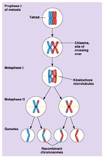 However, crossing over produces recombinant chromosomes, which combine genes inherited from each parent. Crossing over begins very early in prophase I as homologous chromosomes pair up gene by gene.