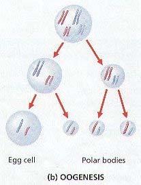 Once the females reaches puberty meiosis is completed once cell at a time as part of a cyclical process called estrus.