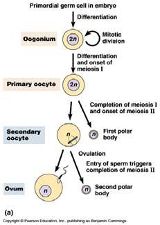 Polar bodies are created by disproportionate cytokinesis Spermatogenesis The process by which male gametes (sex cells), or sperm, are formed is