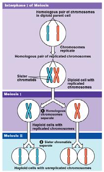 Meiosis reduces chromosome number by copying the chromosomes once, but dividing twice. The first division, meiosis I, separates homologous chromosomes.