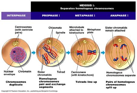 The stages of meiotic cell division: Meiosis I The stages of meiotic cell division: Meiosis II