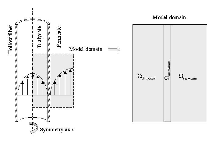 Model Definition This example models a piece of hollow fiber through which the dialysate flows with a fully developed laminar parabolic velocity profile.