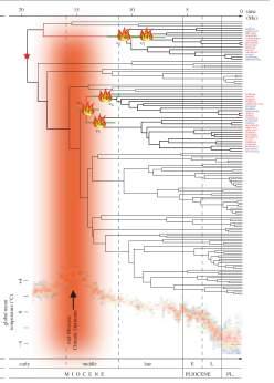 Development Cytology Taxonomy Phylogenetic Ecology Phylogenetic Ecology Jeannine