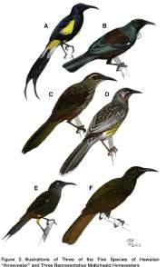 But... a recent paper shows that the 5 recently extinct Hawaiian Honeyeaters and thought to be recently derived from