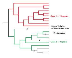 Variation in Lineage Diversity Variation in lineage diversity relates to the appearance of unequal numbers of species in sister lineages Variation in Lineage