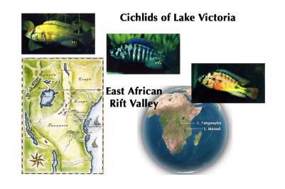 problems with 2 examples of adaptive radiation African cichlid fishes and Hawaiian lobeliads