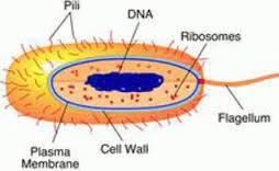 Cell wall Helps