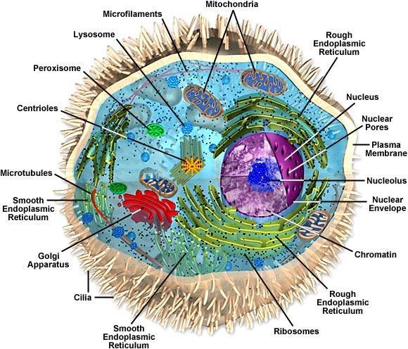 Eukaryotic cells Complex cells that contain a nucleus and many membrane-bound
