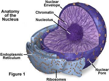 Nucleus Controls activities of the cell and holds the genetic information