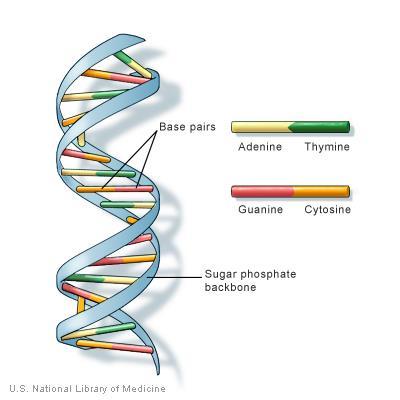 DNA Genetic Material of