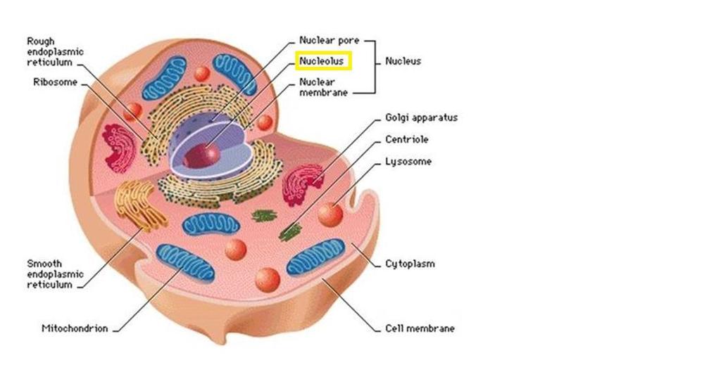 Nucleolus Located