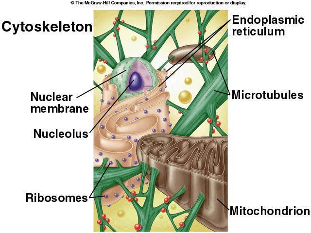 Cytoskeleton A network of protein structures that determines cell