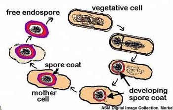 Spore formation - allows bacteria to survive harsh