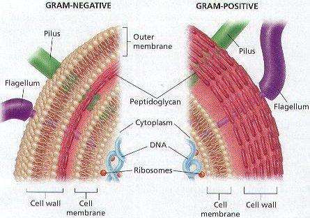 Gram Negative -- light red or pink color Gram Positive --