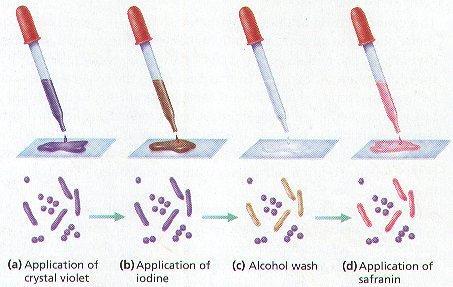 How Gram Stains are Made For more information on Gram Stains, see http://www-micro.msb.le.ac.uk/video/gram.