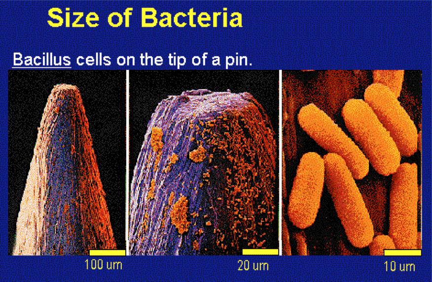 Bacteria & Archaea