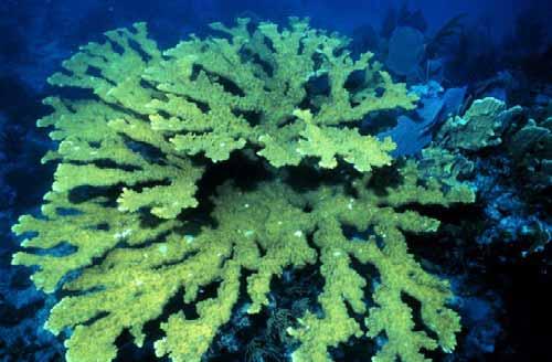 ReefBase is the official database of the Global Coral Reef Monitoring Network (GCRMN) and the International Coral Reef Action Network