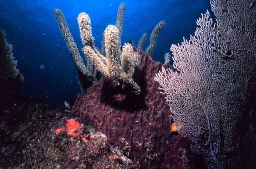 ReefBase Objectives Develop a relational database and information system for structured information on coral reefs and their resources that
