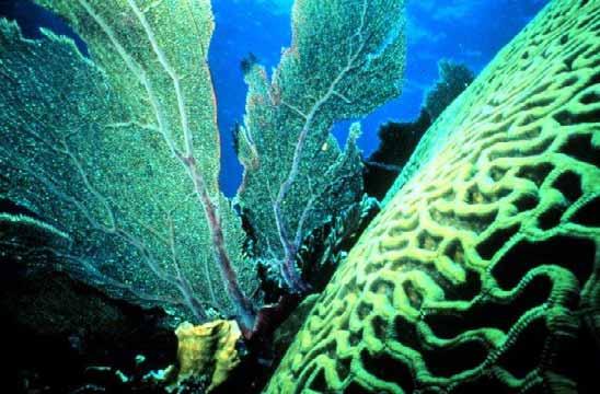 It is estimated that 60% of Earth s coral reefs are at risk and that bleaching already has damaged 90% of living reefs.