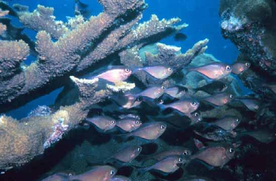 Coral reefs are in danger of destruction due to over exploitation, degradation of habitat and changes in global climate.