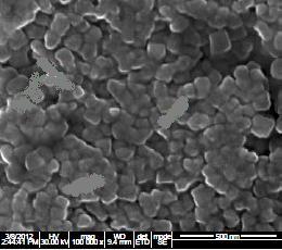 Fig. 4 SEM Image of synthesized silver nanoparticles. Fig. 5 XRD patterns of synthesized silver nanoparticles. Fig.6 Antibacterial activity of silver nanoparticles against selective bacterial species.