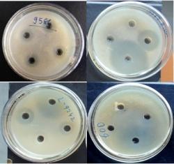 nanoparticles concentration (µl) Bacillus pumilus Bacillus cereus Proteus mirabilis Escherichia coli 600 9584 9762 9242 20 08 08 10 09 40 09 10 11 10 60 10 11 13 12 80 12 13 15 16 Ciprofloxacin 60.