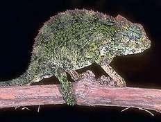 Physical adaptation Camouflage (use of color in a surrounding) The chameleon