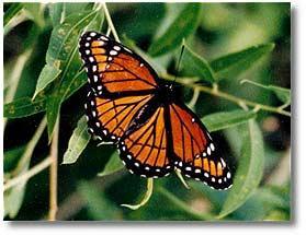 to look like the Monarch butterfly. Can you tell them apart?