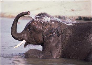 Physical adaptations Body coverings & parts (claws, beaks, feet, armor plates, skulls, teeth) The elephant s