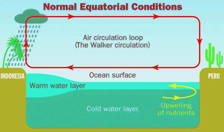 Normal and El Niño Circulation Normal: wet