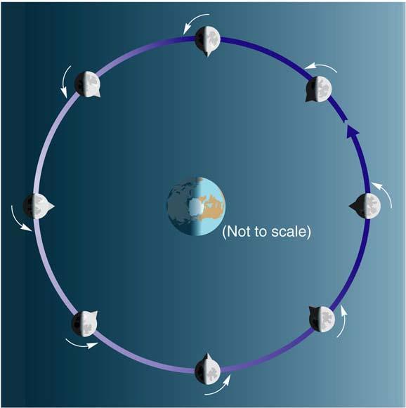 The Tidally-Locked Orbit of the Moon The Moon is rotating with the same period around its axis
