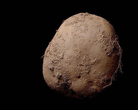 Potato #345