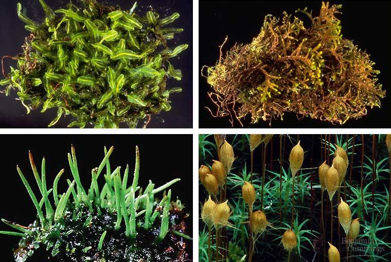generations Bryophytes: 1 st land plants Bryophytes: mosses & liverworts vascular system? No!