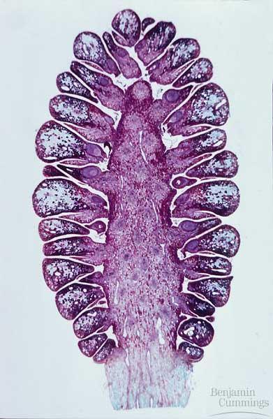 sporophyte stage