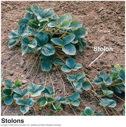 Stolons: horizontal shoots that grow along