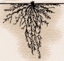 2. Fibrous root system a mat of thin roots that spread just below soil surface, with no main root found in seedless
