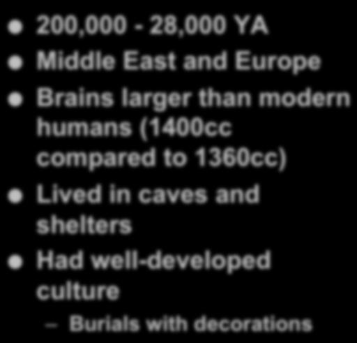 Homo neanderthalensis 200,000-28,000 YA Middle East