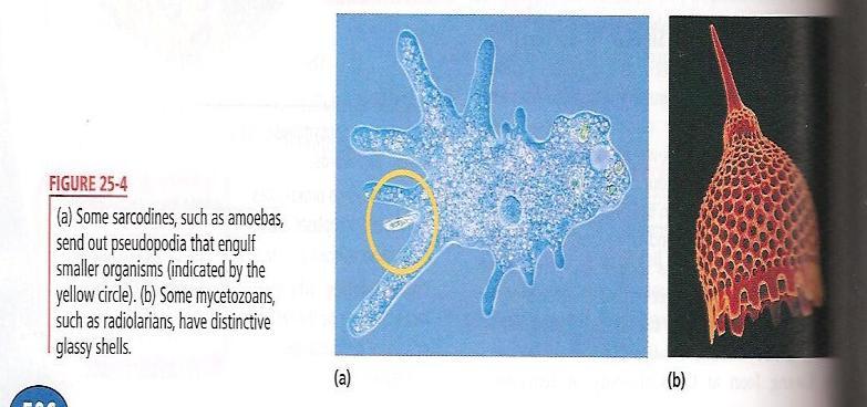 B. Animal-Like Protists- not related to animals, but obtain food in an animal-like way 1. Phylum Protozoa a. Most are heterotrophs b. Move independently without cilia or flagella c.