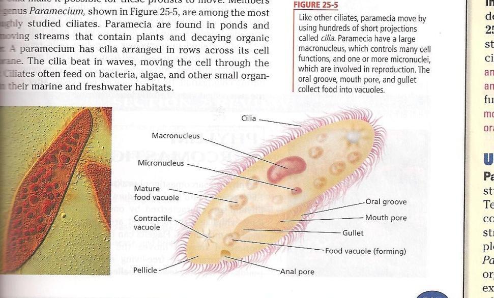 2. Phylum Ciliophora a. All members have cilia which allows them to move b. Cilia: short, hair-like cytoplasmic projections that line the cell membrane c.