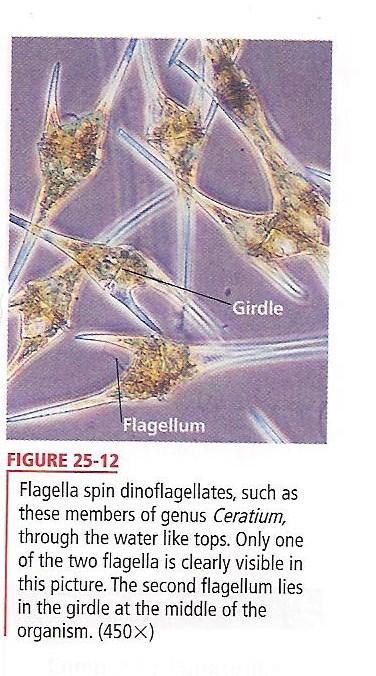 5. Phylum Bacillariophyta (Diatoms) a. Unicellular protists called diatoms b.