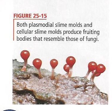 b. Phlyum Dictyostelida (Cellular Slime Mold) 1. Move about the ground or swimming in fresh water like an amoeba 2.