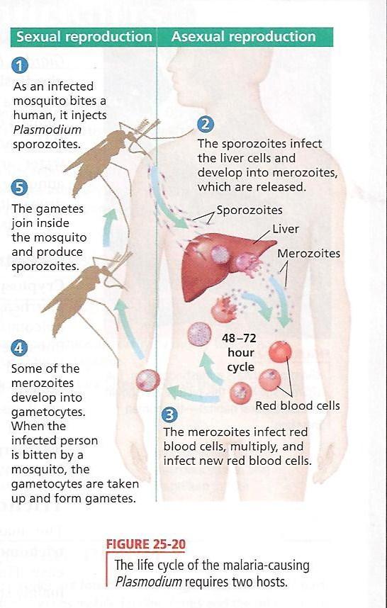 4. Protists and Health a. Malaria 1.