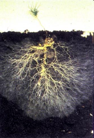 Mycorrhizal Fungi Symbiotic relationship with plants -- form sheath around fine roots and extend hyphae into soil and sometimes into root cells Mycorrhizae transfer nutrients to roots (important in