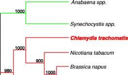 Phylogenetic analysis may be used to identify horisontal gene transfer.