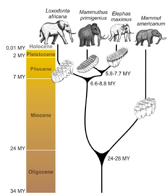 Molecular phylogeny to examine extinct species - II "Sequencing the