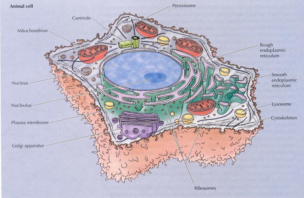 Mitochondria and chloroplasts resulted from bacteria that lived in symbiosis with a primitive eukaryote.